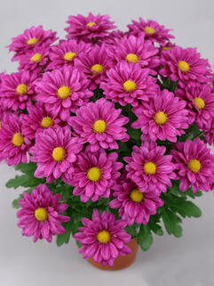 Хризантема горшечная Pemba Purple ( Пемба Пурпл)