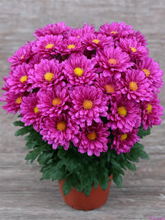 Хризантема горшечная Pemba Purple ( Пемба Пурпл)
