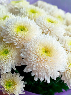 Хризантема горшечная Kibo (Кибо) 