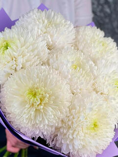 Хризантема горшечная Kibo (Кибо) 