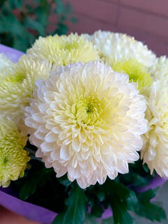 Хризантема горшечная Kibo (Кибо) 