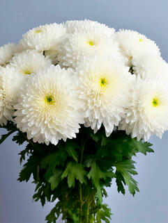 Хризантема горшечная Kibo (Кибо) 