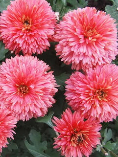 Хризантема корейская Книпскис