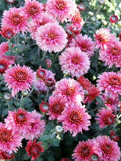 Хризантема корейская Книпскис