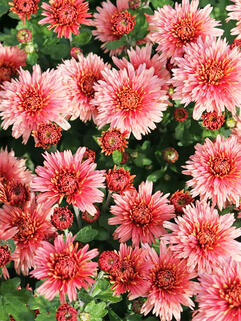 Хризантема корейская Книпскис