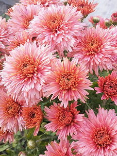 Хризантема корейская Книпскис