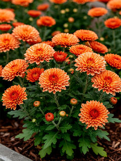 Хризантема корейская Бруно