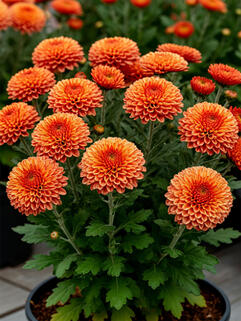 Хризантема корейская Бруно