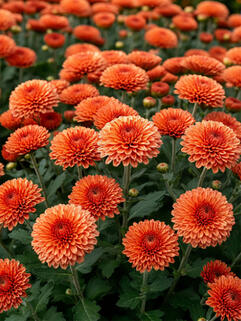 Хризантема корейская Бруно