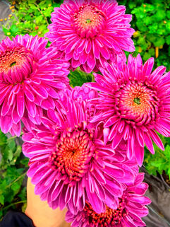 Хризантема корейская Бленда Пурпле