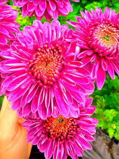 Хризантема корейская Бленда Пурпле