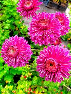 Хризантема корейская Бленда Пурпле