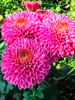 Хризантема корейская Бленда Пурпле