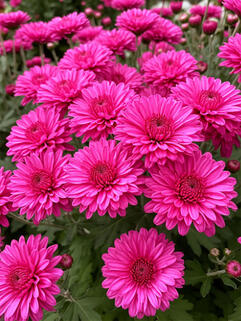 Хризантема корейская Новелла