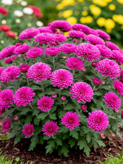 Хризантема корейская Новелла