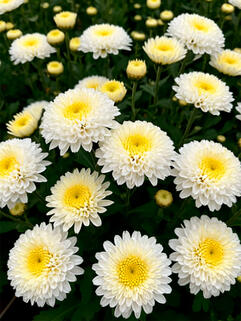 Хризантема корейская Гуси Лебеди