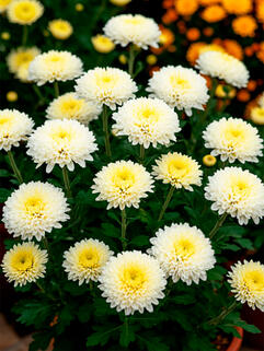 Хризантема корейская Гуси Лебеди