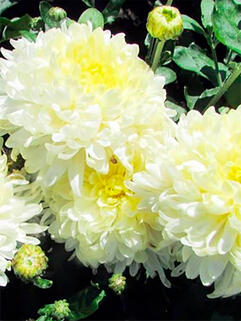 Хризантема корейская Гуси Лебеди