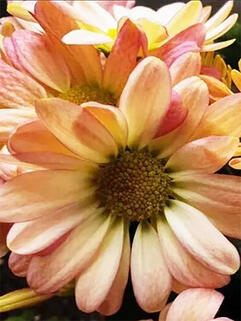 Хризантема корейская Бриз Пинк Биколор