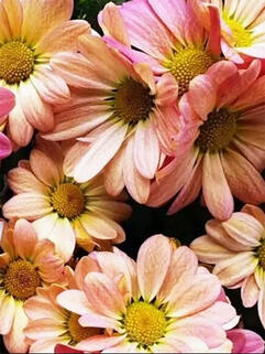 Хризантема корейская Бриз Пинк Биколор