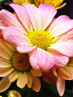 Хризантема корейская Бриз Пинк Биколор