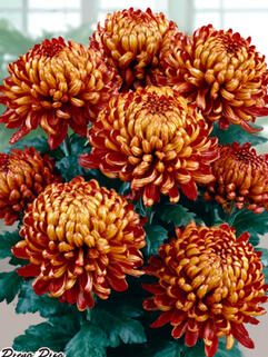 Хризантема горшечная крупноцветковая Diego Rouge ( Диего Руж)