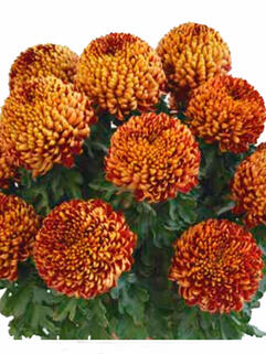 Хризантема горшечная крупноцветковая Diego Rouge ( Диего Руж)