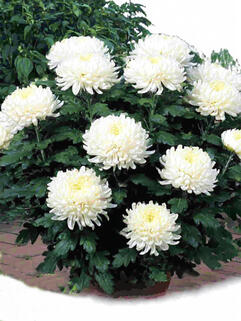 Хризантема горшечная крупноцветковая Odalys (Одалис)