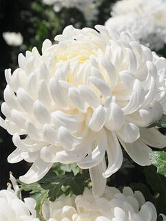 Хризантема горшечная крупноцветковая Odalys (Одалис)