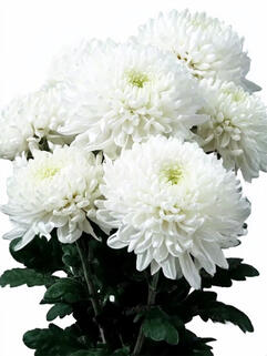 Хризантема горшечная крупноцветковая Odalys (Одалис)