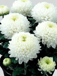 Хризантема горшечная крупноцветковая Odalys (Одалис)