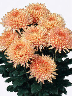 Хризантема горшечная паукообразная Alaka Peach (Алака Пич)