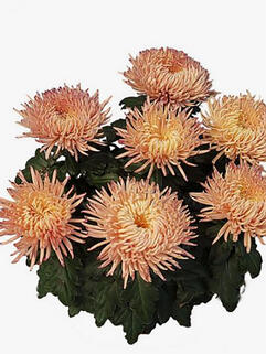Хризантема горшечная паукообразная Alaka Peach (Алака Пич)