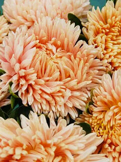 Хризантема горшечная паукообразная Alaka Peach (Алака Пич)