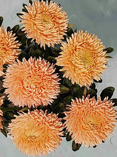 Хризантема горшечная паукообразная Alaka Peach (Алака Пич)