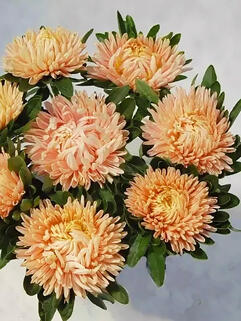 Хризантема горшечная паукообразная Alaka Peach (Алака Пич)