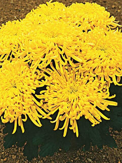 Хризантема горшечная  паукообразная Jakana de la Sorse ( Жакана Де Ла Сорс) 