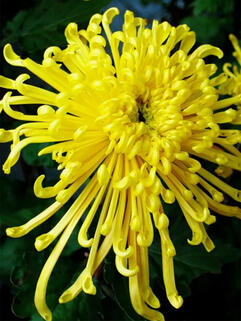 Хризантема горшечная  паукообразная Jakana de la Sorse ( Жакана Де Ла Сорс) 