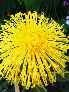 Хризантема горшечная  паукообразная Jakana de la Sorse ( Жакана Де Ла Сорс) 