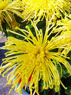 Хризантема горшечная  паукообразная Jakana de la Sorse ( Жакана Де Ла Сорс) 