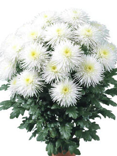 Хризантема горшечная паукообразная Youko Nacre (Йоко Накре)