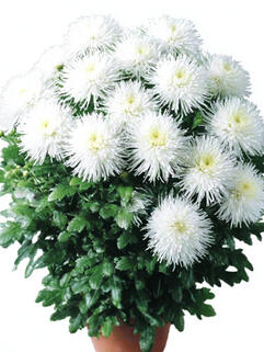 Хризантема горшечная паукообразная Youko Nacre (Йоко Накре)