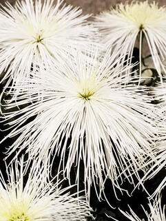 Хризантема горшечная паукообразная Youko Nacre (Йоко Накре)