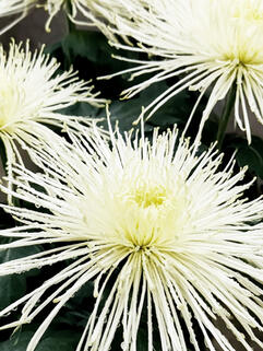 Хризантема горшечная паукообразная Youko Nacre (Йоко Накре)