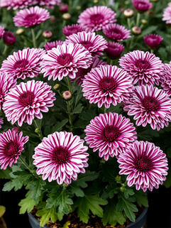 Хризантема мультифлора Роял Пурпле