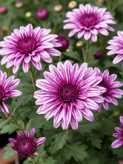 Хризантема мультифлора Роял Пурпле