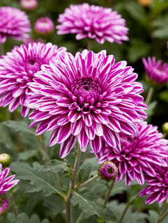 Хризантема мультифлора Роял Пурпле