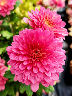 Хризантема мультифлора Сунд Черри