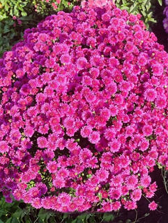 Хризантема мультифлора Глори