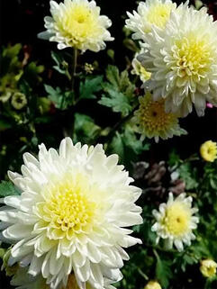 Хризантема мультифлора Borealie Flocon (Бореаль Флокон)